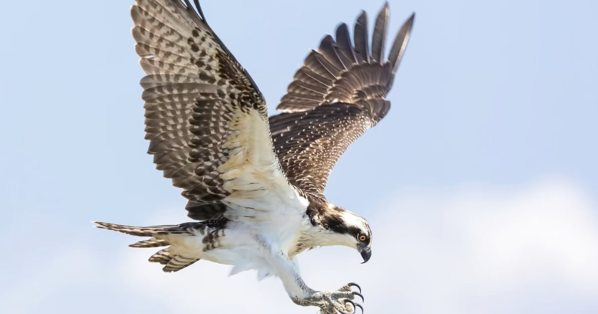 Hawkish Hold: The Fed Paused, but Didn’t Pivot